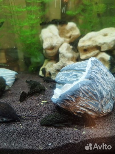 Сомики анциструсы