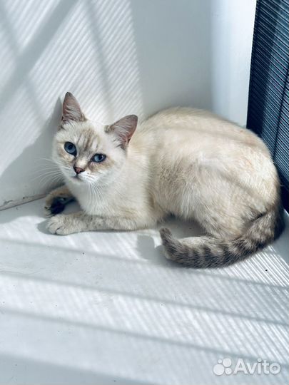 Кошка в добрые руки