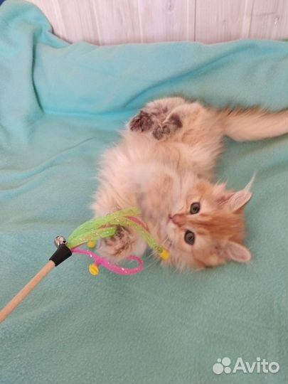 Британская золотая шиншилла