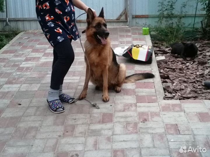 Немецкая овчарка