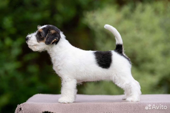 Джек Рассел терьер