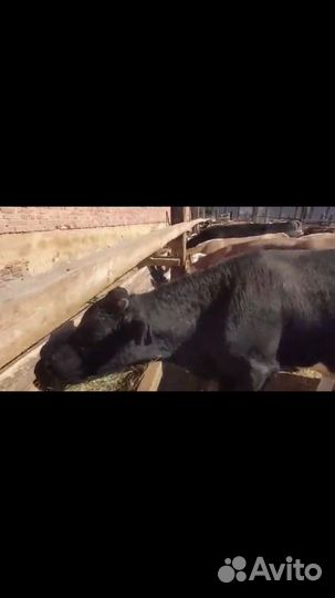 Телята бычки