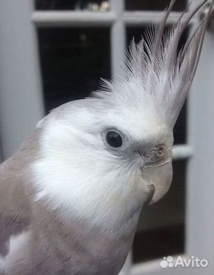 Корелла Безщекая