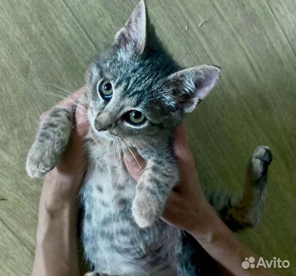 Котенок 3 мес в любящие руки