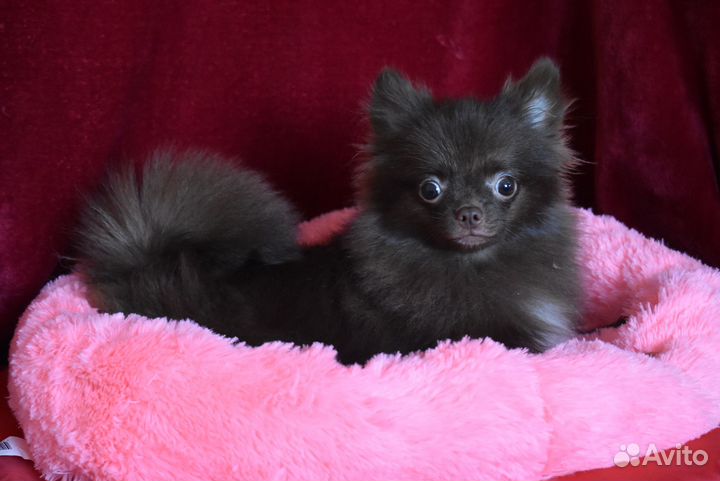 Шпиц - мини мальчик шоколадка