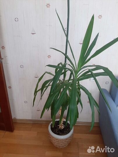 Пальма юкка