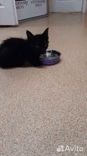 Переключатель поворот Рено - ниссан