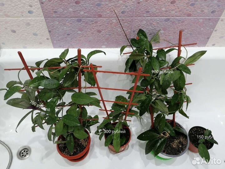 Толстянка (Crassula) жасмин