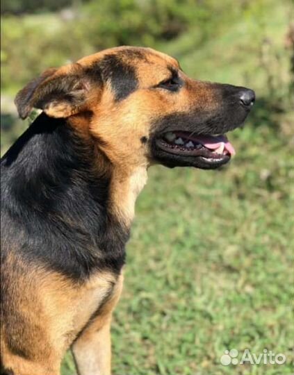 Собака в добрые руки мальчик(метис овчарки)