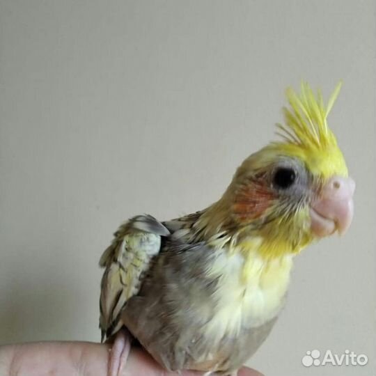 Ручные кореллы