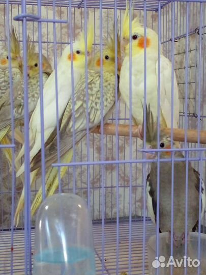 Попугай корелла. Птенцы