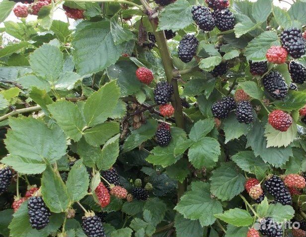 Саженцы ежемалины