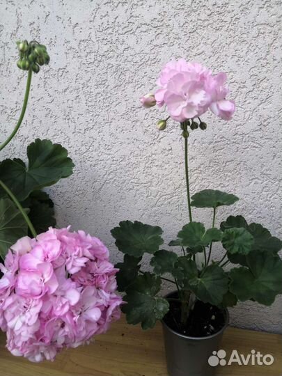 Пеларгония сортовая