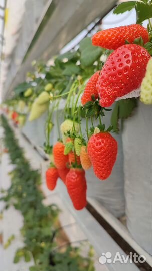 Аренда отапливаемой теплицы с клубникой
