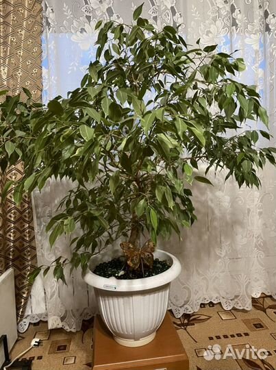 Фикус бенджамина