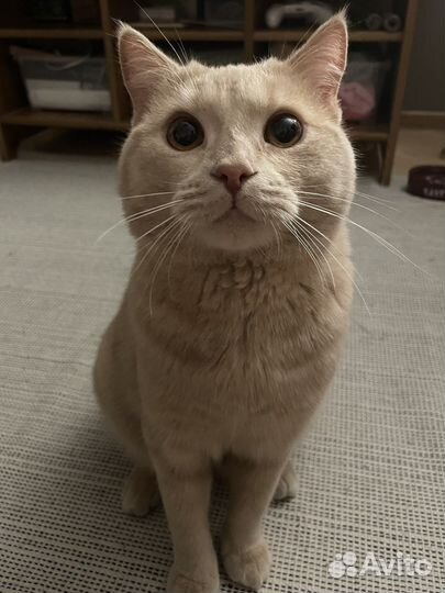 Кот в добрые руки