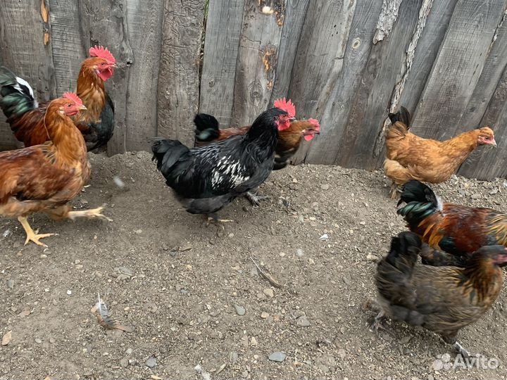 Петухи