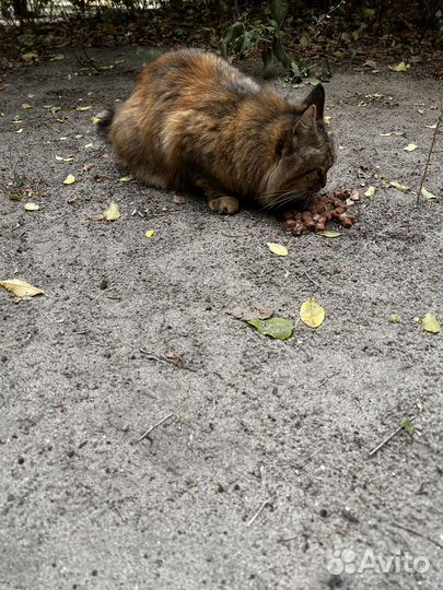 Кошки бесплатно