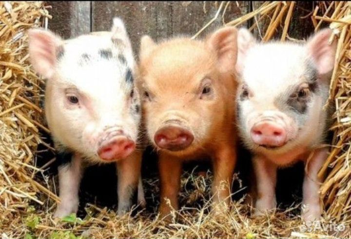 Поросята Дюрок Ландрас.Подрощенные.На племя, мясо