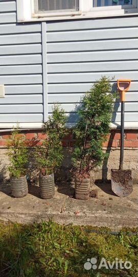 Туи Смарагд