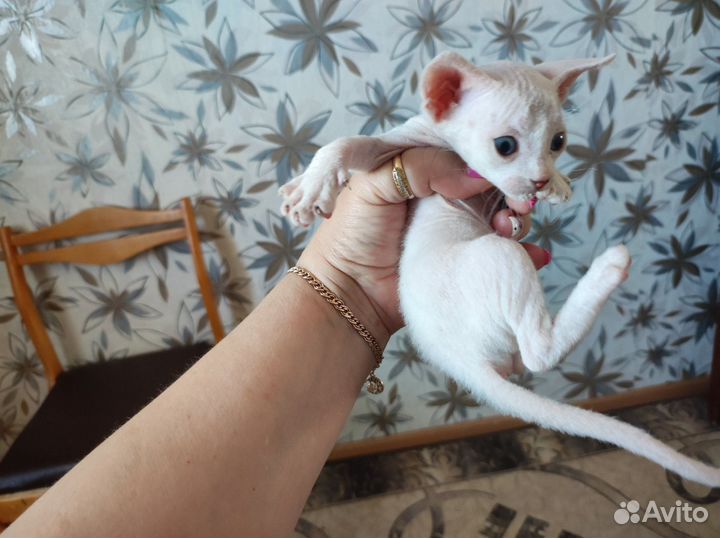 Донской сфинкс котята