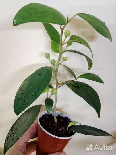 Фикусы разных сортов