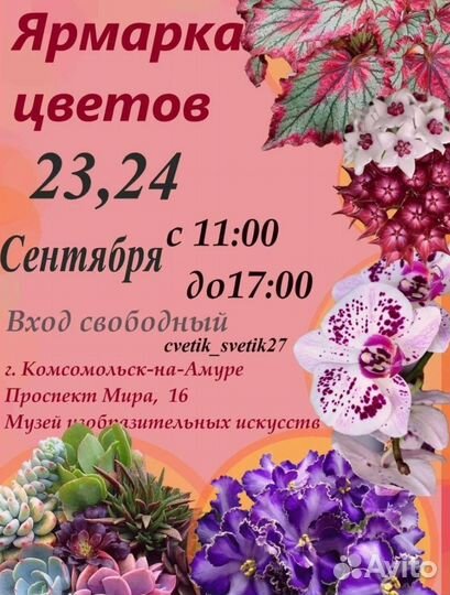 Комнатные цветы