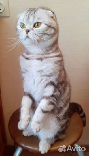 Вязка.Шотландский вислоухий кот