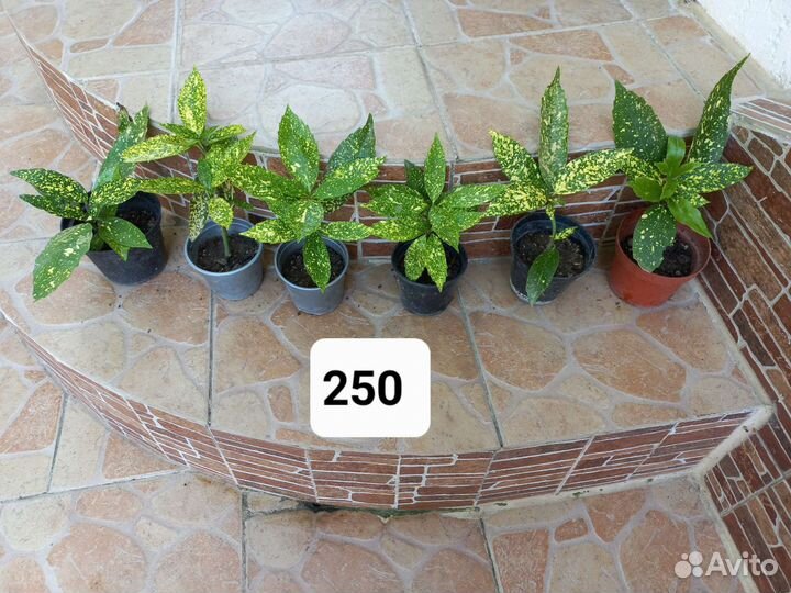 Вечнозелёная аукуба куст