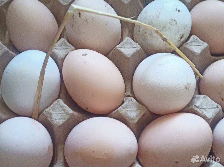 Домашняя птица