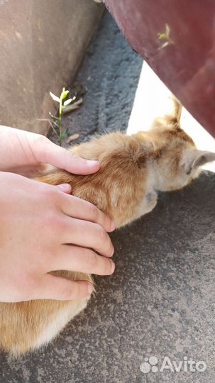 Котёнок