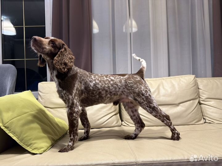 Русский спаниель вязка