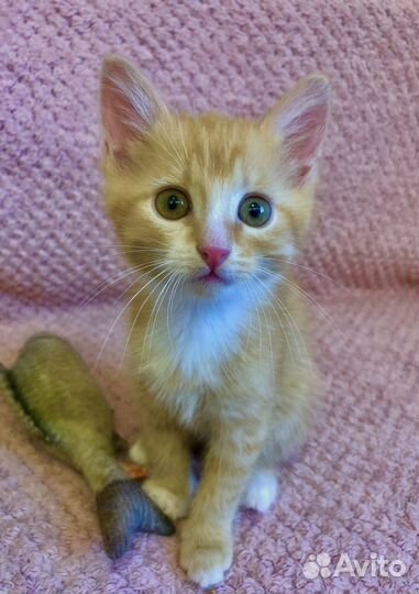 Рыжик в добрые руки