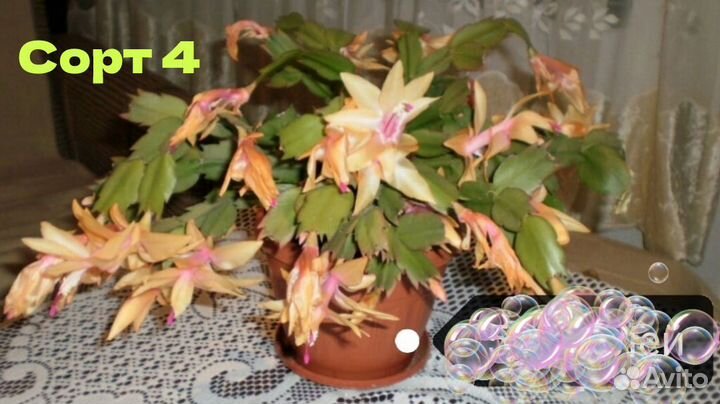 Шлюмбергеры сортовые