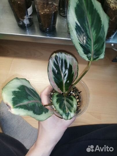 Калатея марион