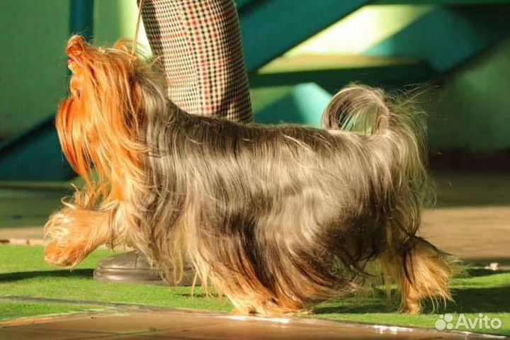 Йоркширский терьер кобель РКФ вязка