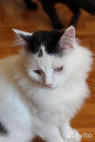 Кошка в дар
