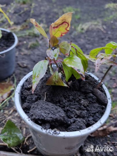 Саженец кизила садового