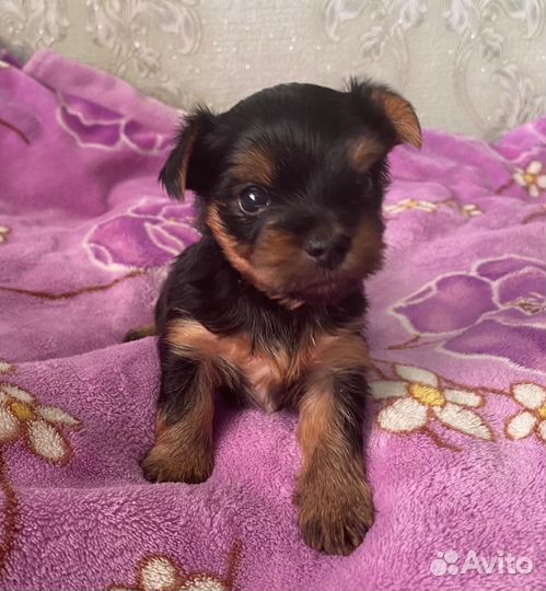 Продаются щенки йоркширского терьера