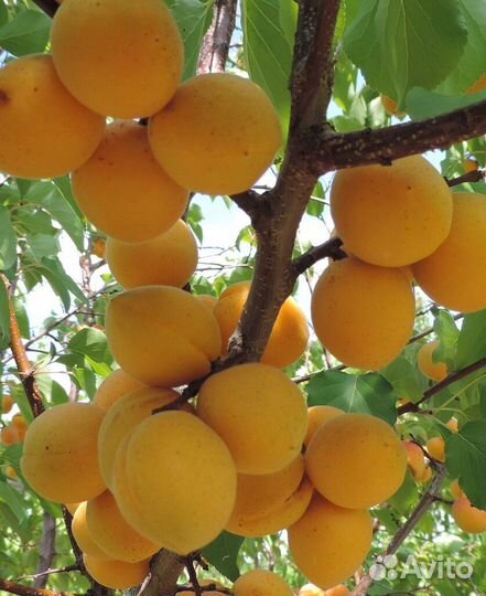 Саженцы абрикос разные сорта (предзаказ)