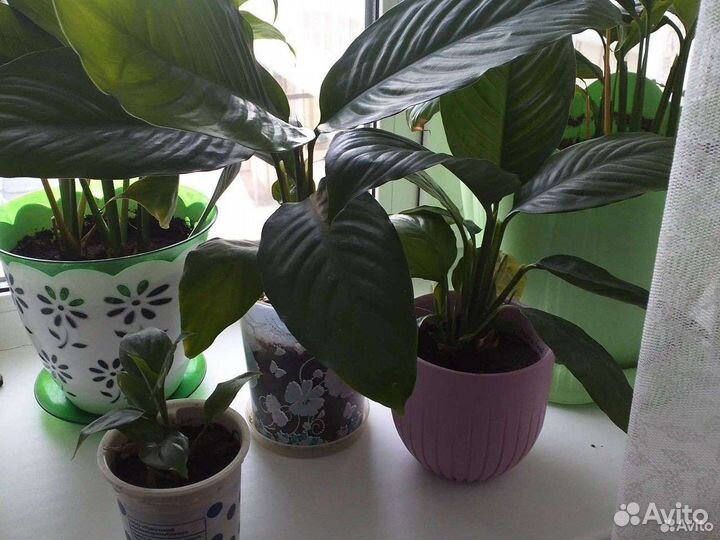 Спатифиллум