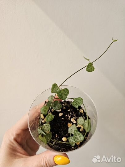 Церопегия Вуда вар., Дурбан, Сильвер глори, Мерел