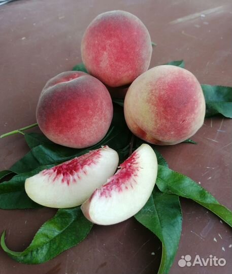 Саженцы персика