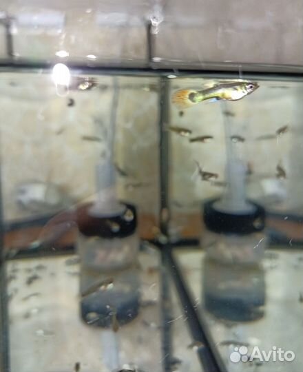 Гуппи молодые