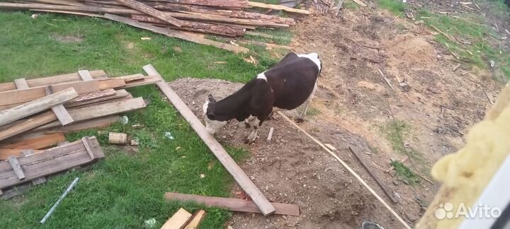 Корова дойная молочная