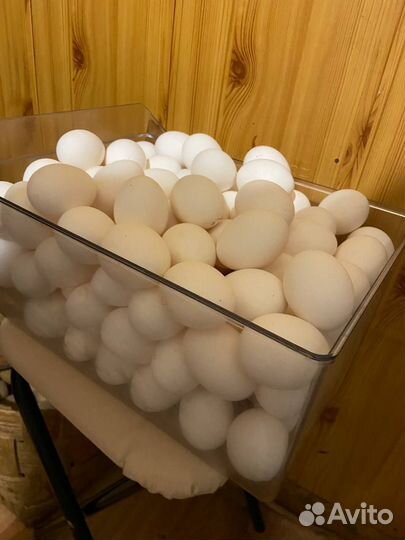 Домашние куриные яйца