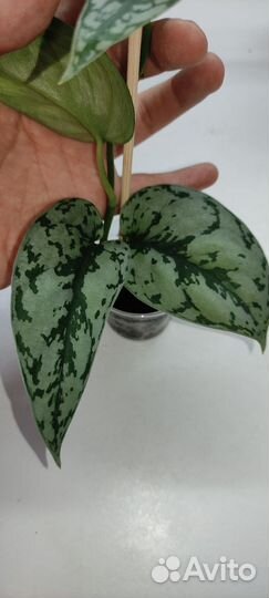 Сциндапсусы