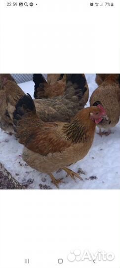 Инкубационное яйцо Кучинской юбилейной