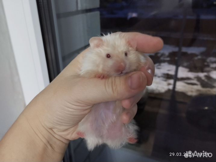 Сирийские хомячки