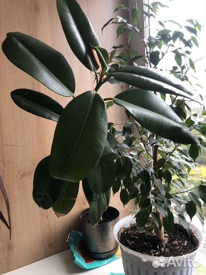Замиокулькас, фикусы каучук, бенджамина, драцена